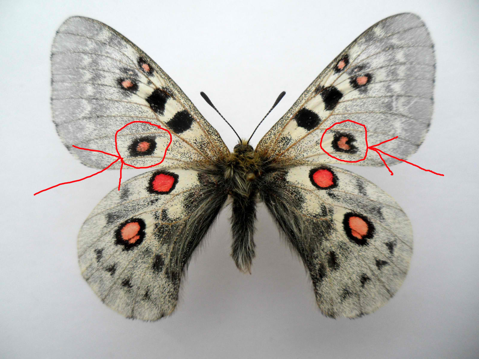 Parnassius tianschanicus superbus male (aberration tajikistan) (Internet Image property of respective owner, non-commercial use only)
